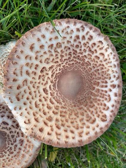 Leucoagaricus americanus: Identification, Habitat & Look-Alikes