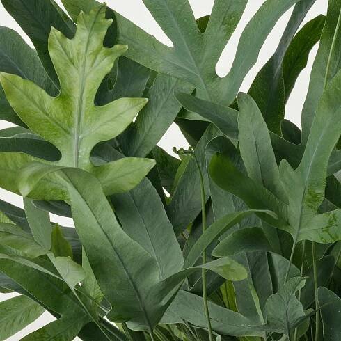 PHLEBODIUM AUREUM Rostlina - Zlaté kapradí 14 cm
