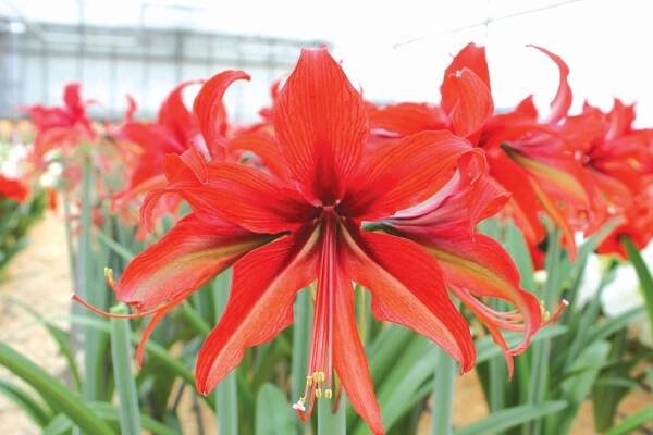 Amaryllis Pictures - National Garden Bureau