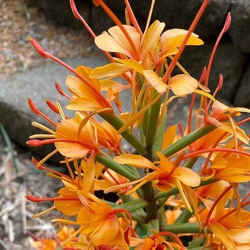 Hedychium Gardnerianum instagram @winterplantnerd