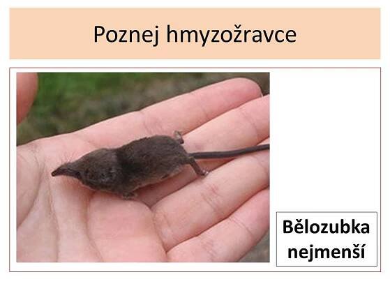 Hmyzožravci – Materiály pro žáky ZŠ