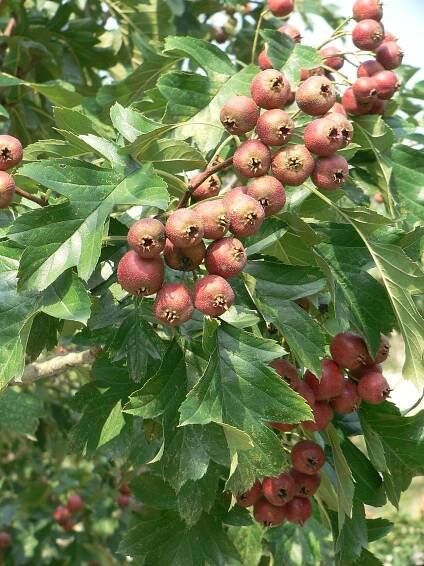 Crataegus pinnatifida - Wikipedia