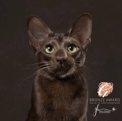 havana brown cat photographer yorkshire 1