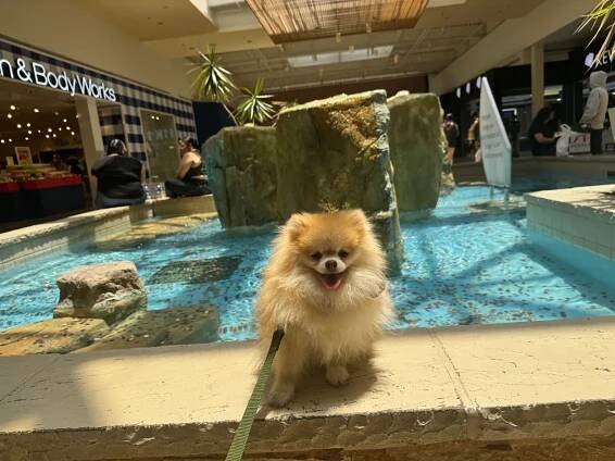 Dog Training