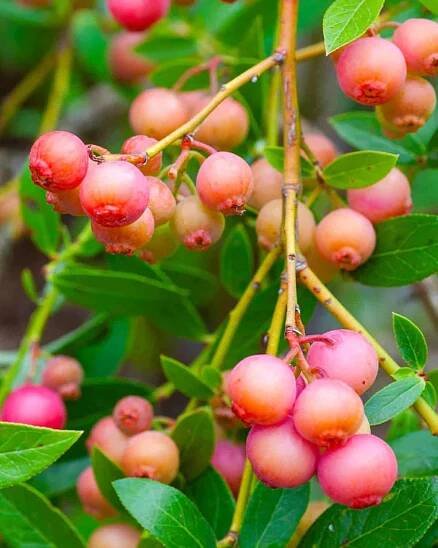 Legacy Blueberry Bush (Vaccinium corymbosum ‘Legacy’) fruit