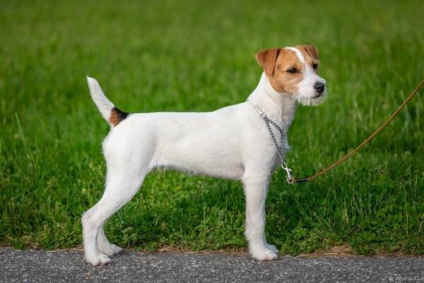 Little Eden Britta - Little Eden Jack Russell Terriers
