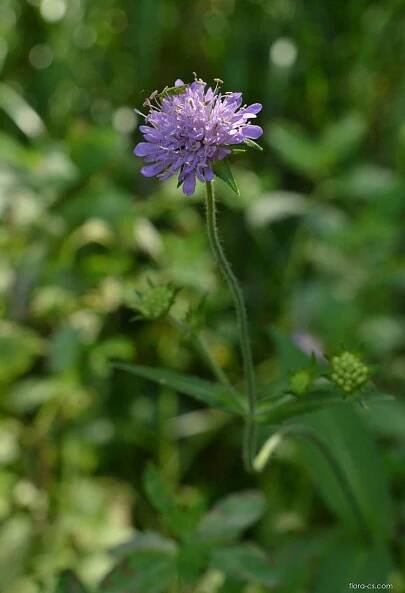 Chrastavec lesní (Knautia maxima)