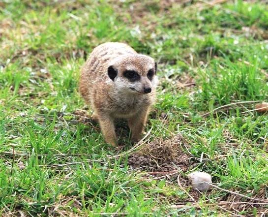 Soubor:Surikata Dvur zoo 1.jpg – Wikipedie