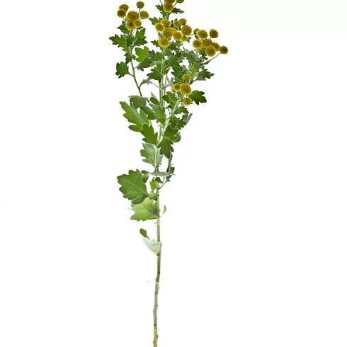 Ajanka Pacifická YELLOWDAY 55cm