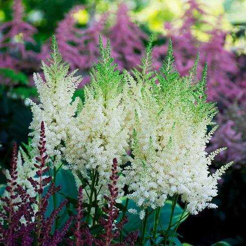 Astilbe x arendsii 'White Gloria'