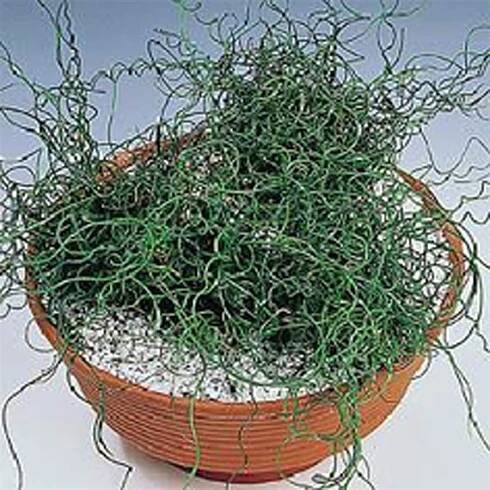 JUNCUS effusus "Spiralis"/Sitina rozkladitá | DOLTAK 