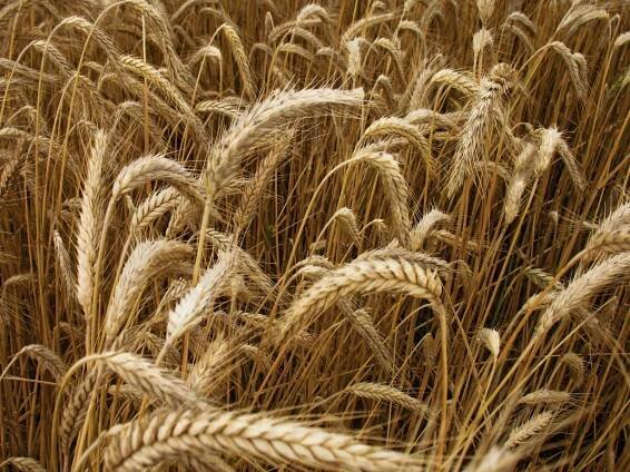 Wheat Free and Gluten Free Grains