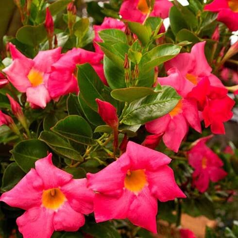 Mandevilla Sundeville Red | Záhradníctvo Garden Team