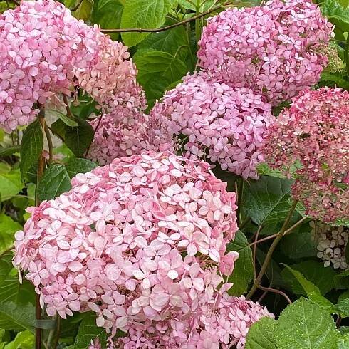 Hydrangea arborescens 'Pink Annabelle' - hortenzie stromečkovitá