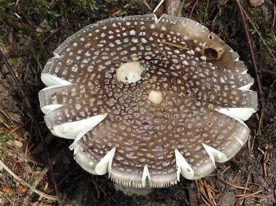 Amanita excelsa - muchomůrka šedivka - myko.cz