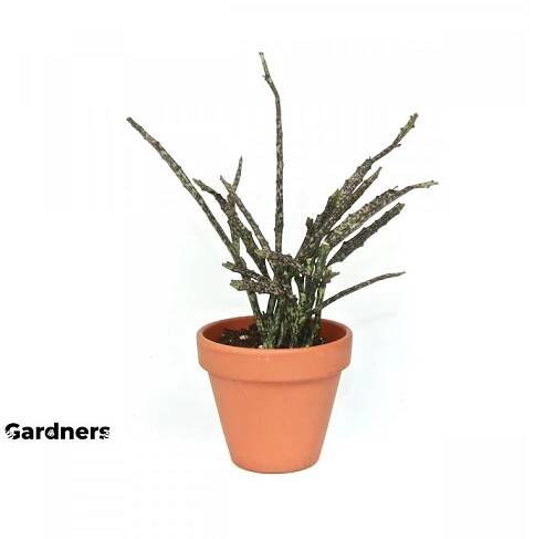 Euphorbia Platyclada, průměr 9 cm Pryšec