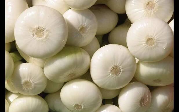 cibule bílá.jpg