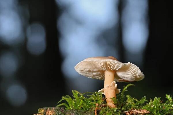 Home - Southern Idaho Mushroom Club
