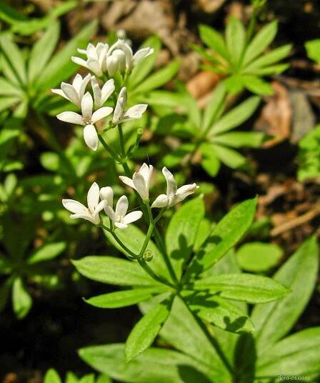 Svízel vonný - Galium odoratum