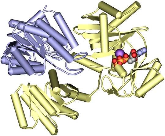 Succinyl-CoA-Synthetasen