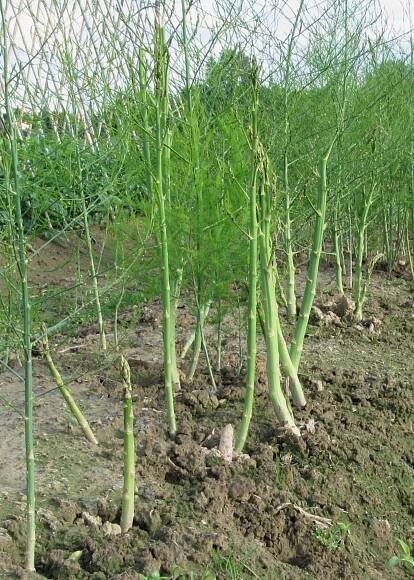 asparagus growing in earth in how to grow asparagus