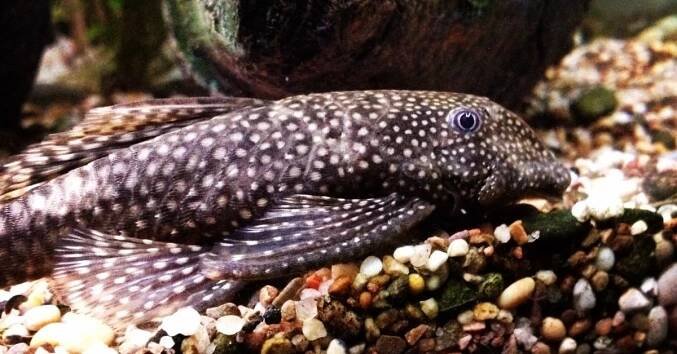 ▷20 nejoblíbenějších akvarijních ryb - TOP rybičky do akvária | Hobbio.cz