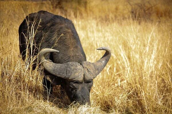 Základová fotografie na téma africký buvol, afrika, bovid, buvol, býložravec, černobílý, detail, dívání, divočina, divoká