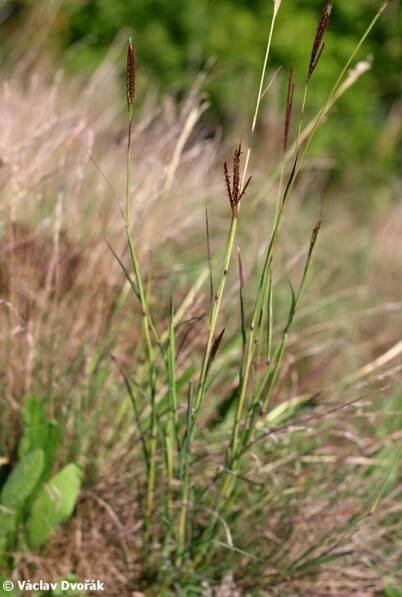 Bothriochloa ischaemum - vousatka prstnatá | Poaceae - lipnicovité | Natura Bohemica