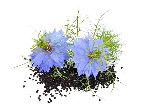 Black Cumin (Nigella Sativa) 120ml, Hawaii Pharm - 2