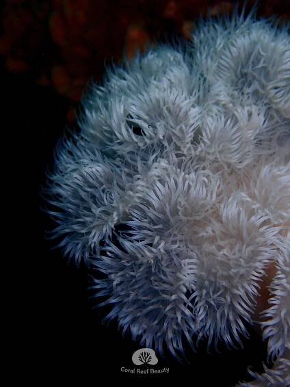 Coral Reef Beauty