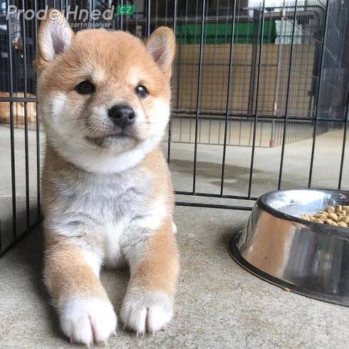 Prodám Shiba-Inu štěňata na prodej - Kladno, inzerce, bazar