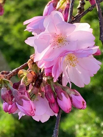 SAKURA višeň ROSEA PLENA kmínek 120cm