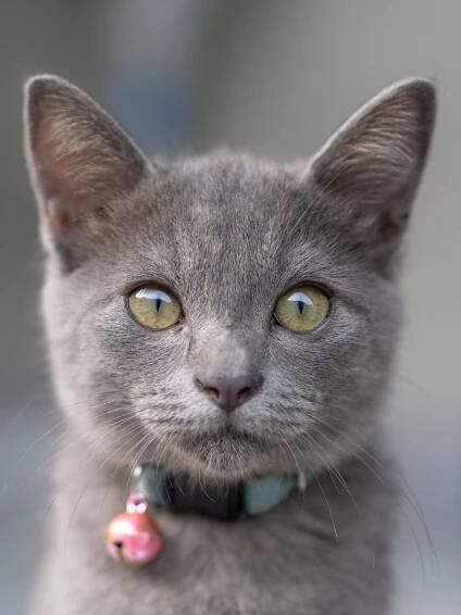 What to Expect — Just Cats Veterinary Clinic