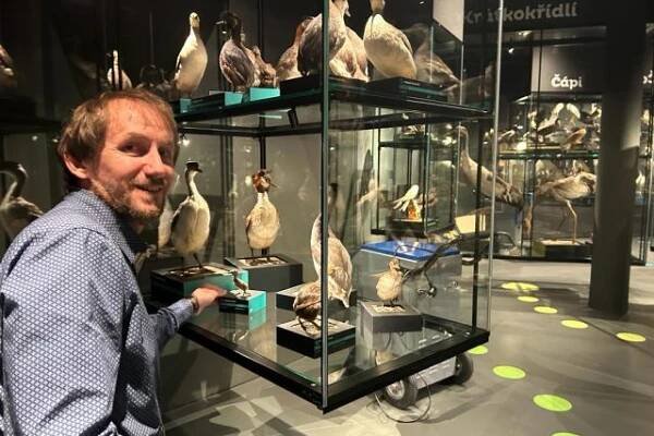 Přípravy ornitologické expozice v Přerově | foto: Lenka Kratochvílová,  Český rozhlas