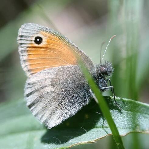 Coenonympha pamphilus. Small Heath.
