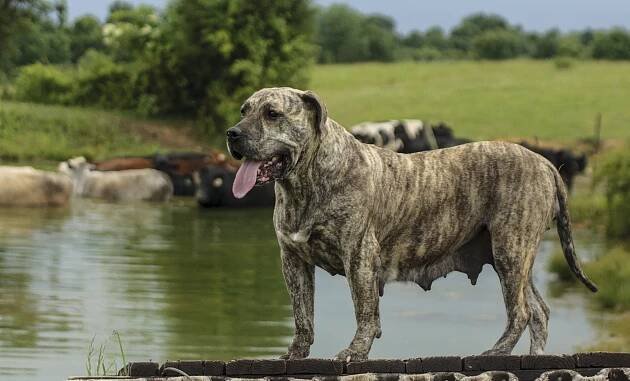 Puppies around horses – Rey Gladiador – Presa Canario breeders in USA Kentucky | Presa Canario Puppies
