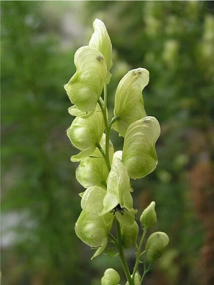 Obrázek - Aconitum anthora subsp. jacquinii (oměj jedhoj) | BioLib.cz