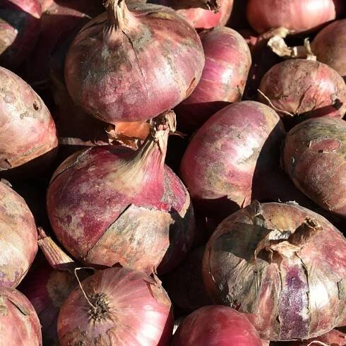 Cibule sazečka Rosanna - Allium cepa - prodej cibulek - 500 g - ukončený