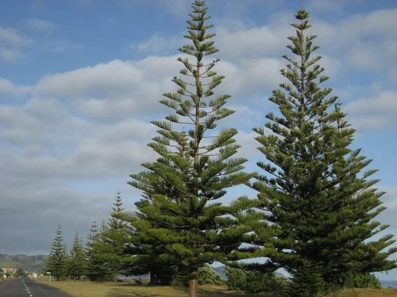 Soubor:Norfolkpine002.jpg – Wikipedie