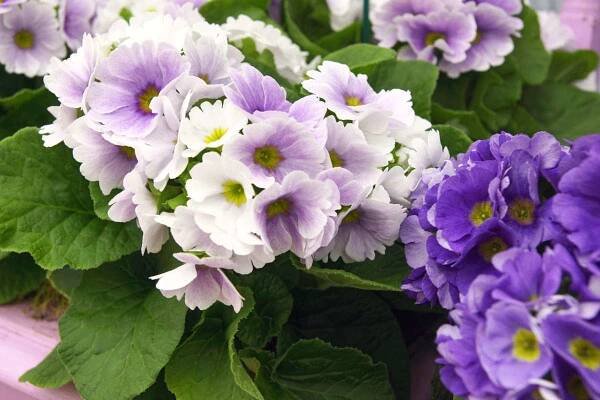 Prvosenka Blue Picotee
