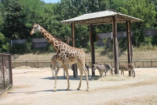 BRATISLAVA ZOO 06.07.2017 - PATRIAM, n.o.
