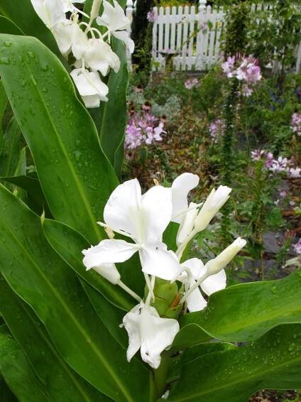 Hedychium coronarium (Ginger lily)