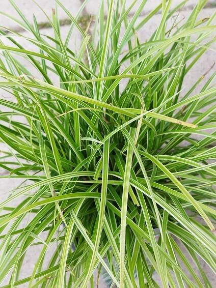Carex morrowii 'Silver Scepter' - Záhradníctvo Čambor