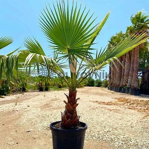 Washingtonia Robusta 160/180cm_ 70lt - kmen 60/80cm