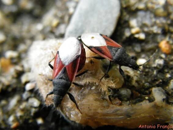 Oxycarenus lavaterae - blánatka lipová