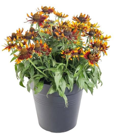 Třapatka, Rudbeckia Sunbeckia, hnědá, velikost kontejneru 5 l | ZAZUMi.cz