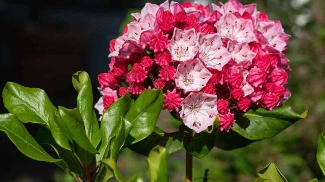 Selective focus of red bud and white flowers with green leaves of Kalmia latifolia 'Firecracker'