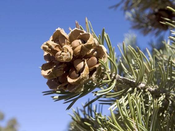 Where Do Pine Nuts Come From: Learn About Growing Pine Nut Trees