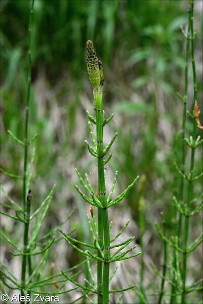 Equisetum palustre – přeslička bahenní • Pladias: Databáze české flóry a vegetace