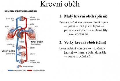 Pravá srdeční komora → plicní tepna → pravá a levá plicní tepna → pravá a levá plíce → 4 plicní žíly → levá srdeční síň. Velký krevní oběh (tělní) Levá srdeční komora → srdečnice (aorta) → horní a dolní dutá žíla → pravá srdeční síň.